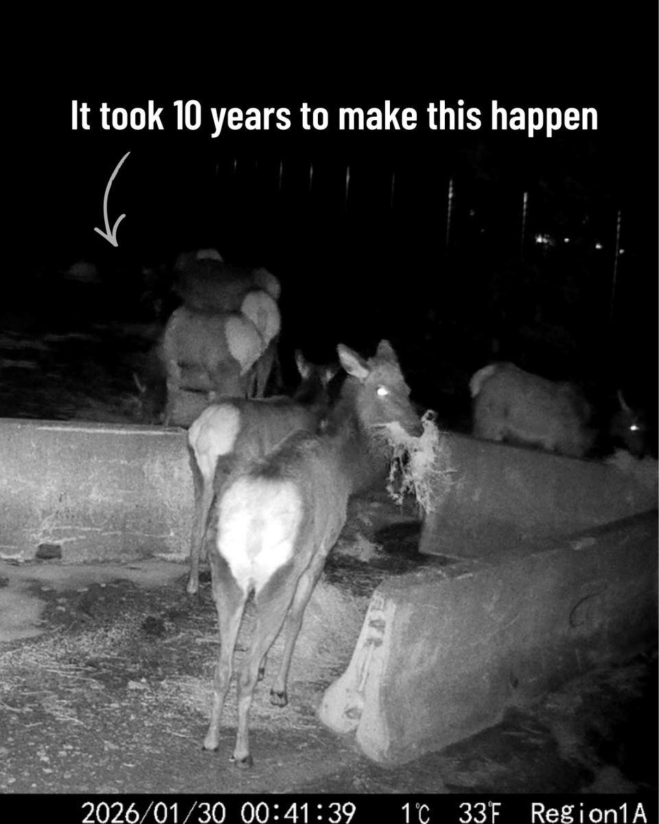 Rocky Mountain Elk Foundation tweet media