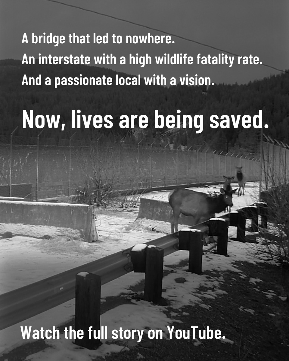 Rocky Mountain Elk Foundation tweet media
