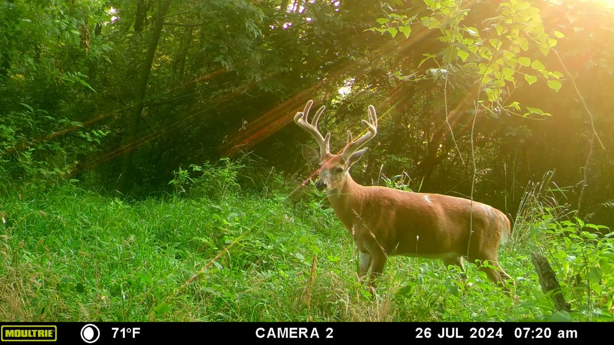 trailcam tweet media