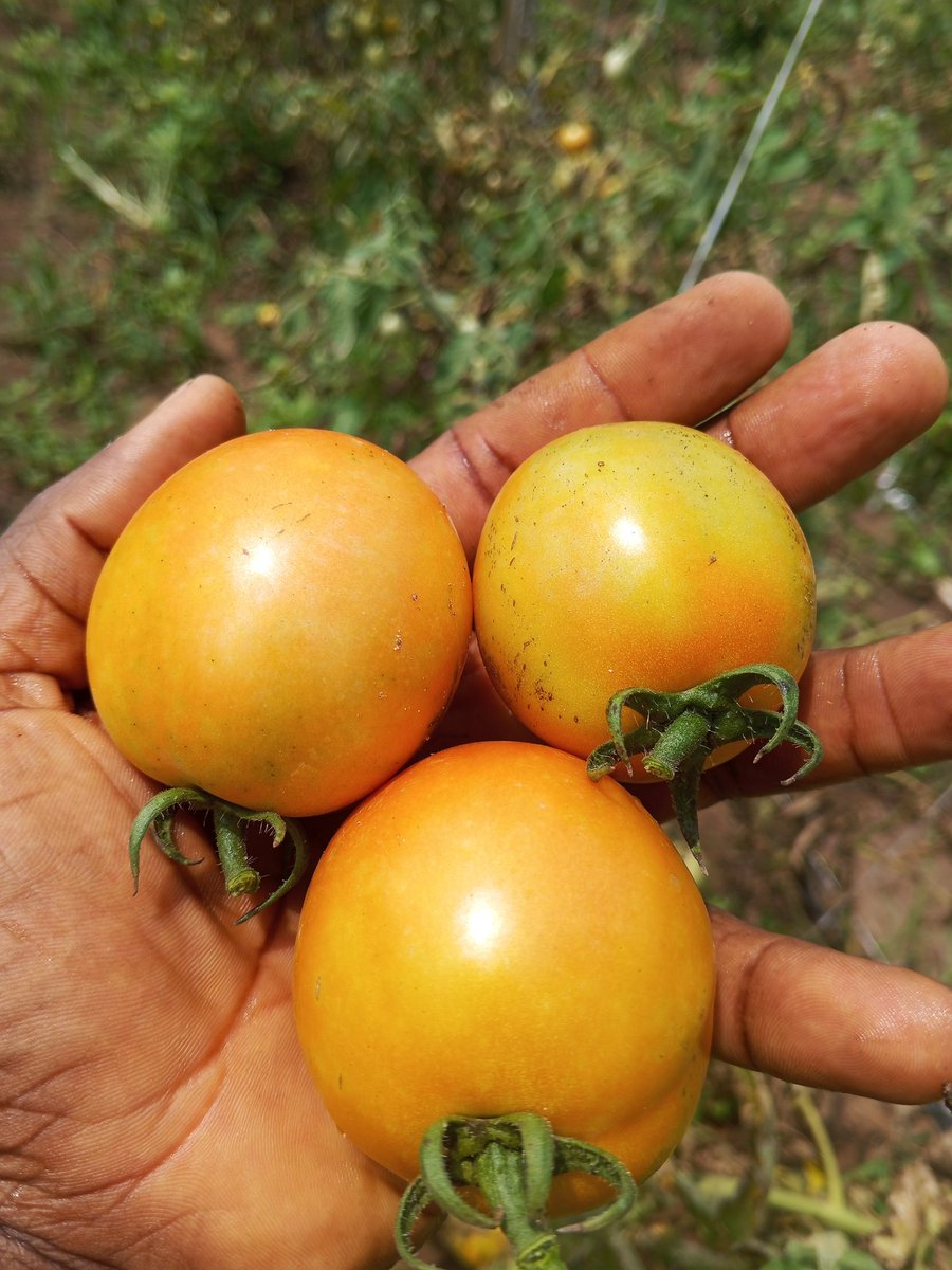 Chukwunonso (Farmer) tweet media