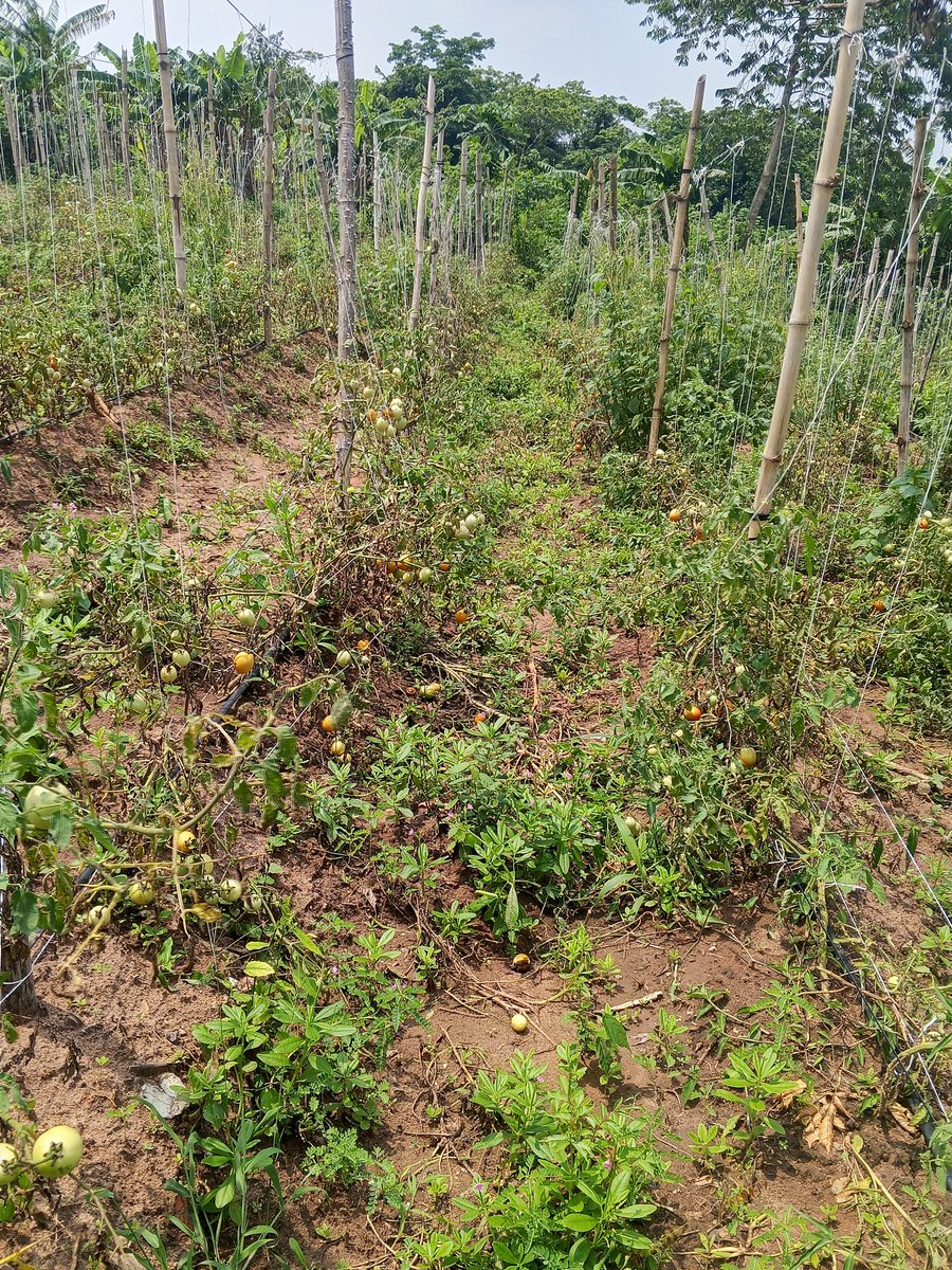 Chukwunonso (Farmer) tweet media