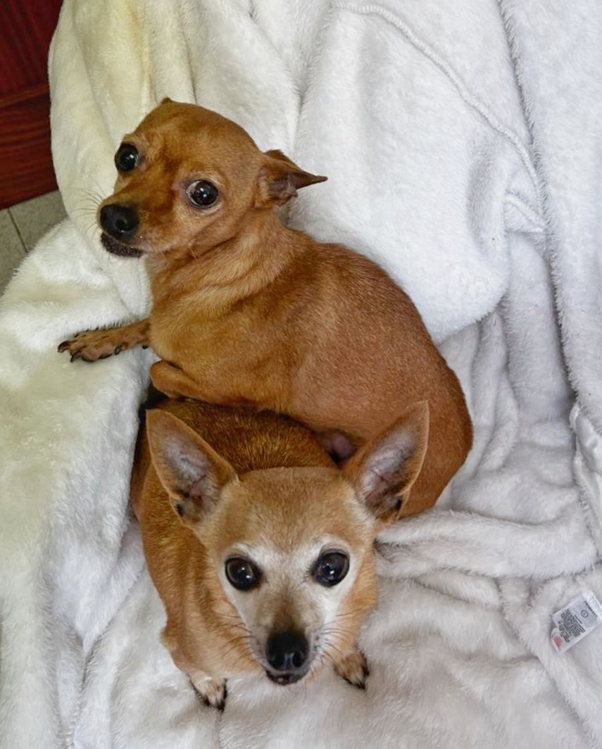 #ASTURIAS 
Son dos abus. Tienen 15 y 8 años y buscan una familia.

(No hay más datos)

Para más información...
Contacto: adopta@masquechuchos.org