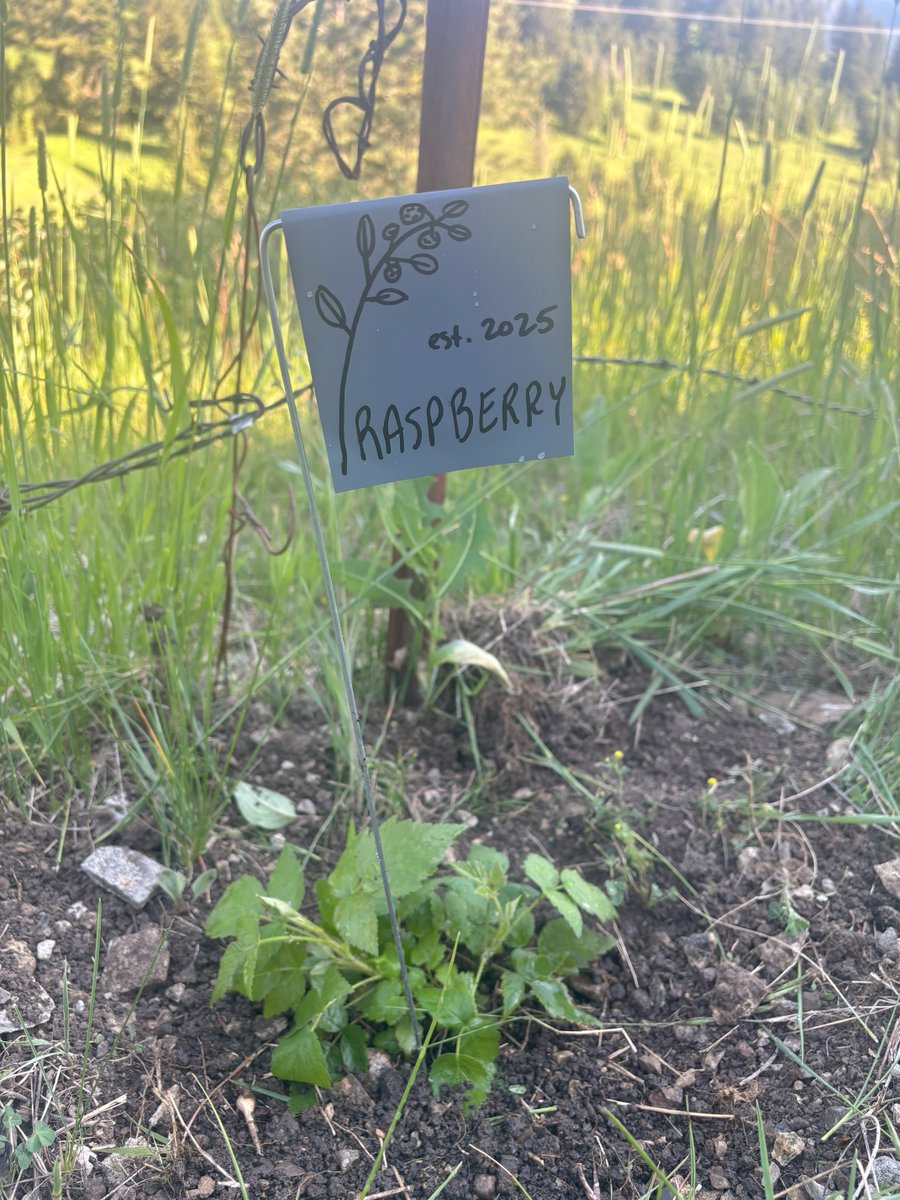 Garden_Markers's tweet image. Planting a food forest? 🌳 Keep it organized with rust-resistant, USA-made metal garden markers! Weatherproof &amp;amp; built to last. FREE shipping always 👉 metalgardenmarkers.com #FoodForest #Permaculture #MadeInUSA #GardenTools #EdibleLandscape