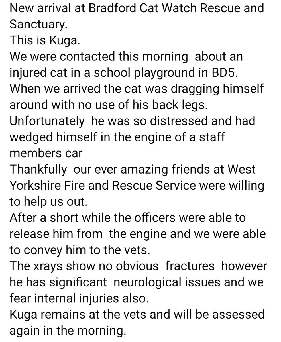 Bradford Cat Watch Rescue tweet media