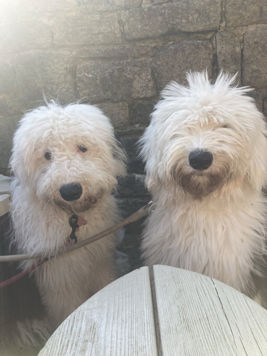 Mopsy & Maggy tweet media
