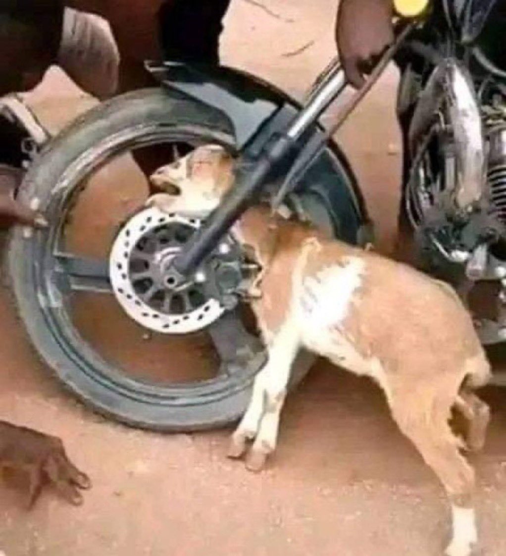 Muhammad__hsn's tweet photo. @instablog9ja Wahala be like this https://t.co/0waDYZLm4h