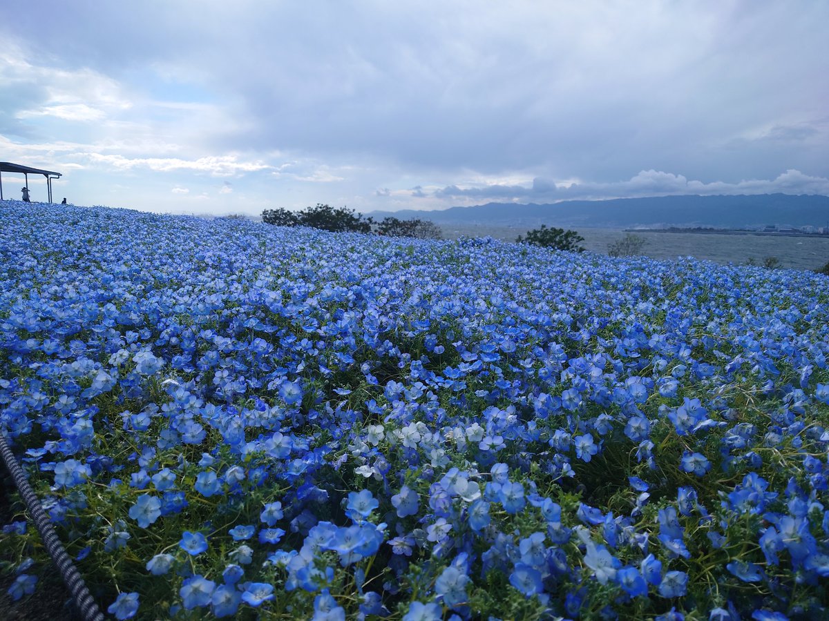 五十鈴蘭 tweet media