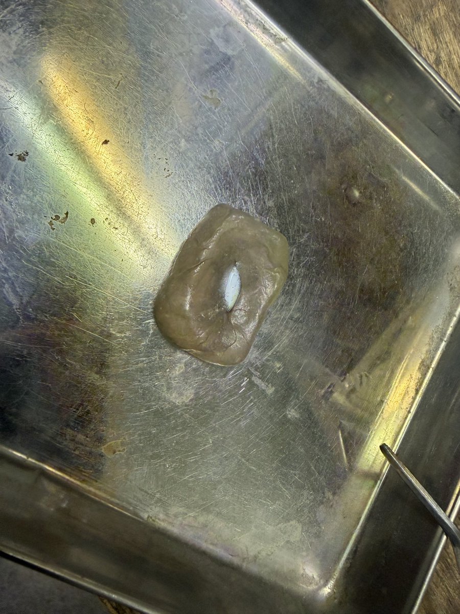 infinity5750's tweet photo. Restoring a missing leaf. It's still in the testing phase, but the shape turned out quite nicely. I think the color is a little too dark, so I need some white to adjust the color… #KerosMacMods #iBook #Clamshell https://t.co/0qcpIbrQAm