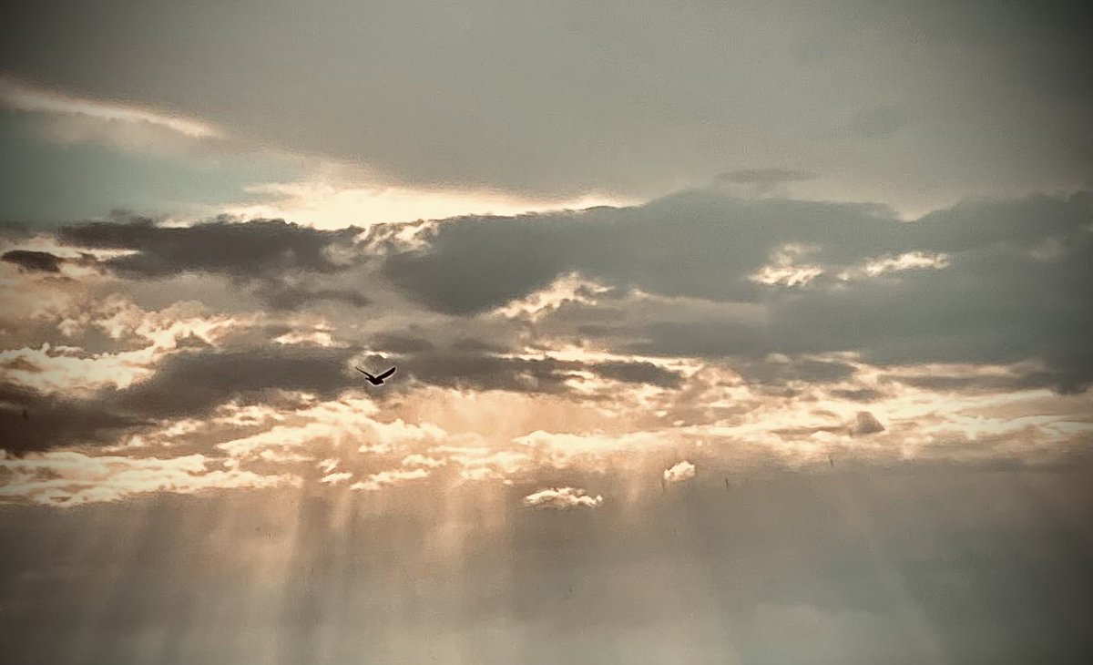 Llyaollya's tweet image. Heavy sky.
Quiet light breaking through.
Something still moving.

#sky #atmosphere #aerial #solitude