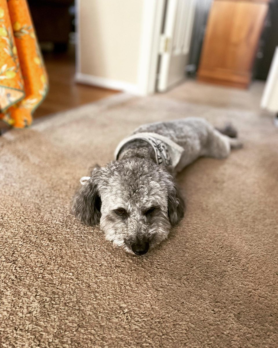 CPredovic47654's tweet image. Happy Paw-thers day to my dad! Thank you for letting me lick you and snuggle you! 🫶🏽🐶 #fathersday #pawsome #dogsofinstagram #dogstagram #dogslife #furfather