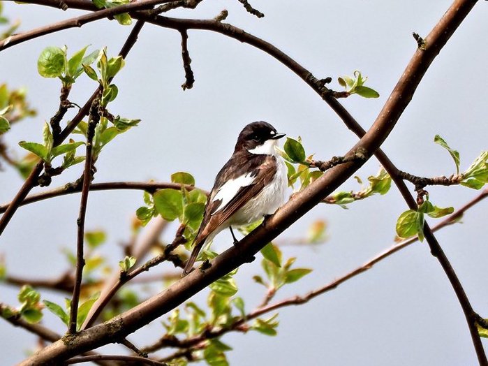 PEKHTography's tweet image. Grey clouds gather. Green buds peek. 
Deep within that black-and-white cotton ball (the premium kind), 
a tiny heart beats like a frantic drummer... 🥁🌿
#Nature #BirdWatching #Flycatcher #Fluffy