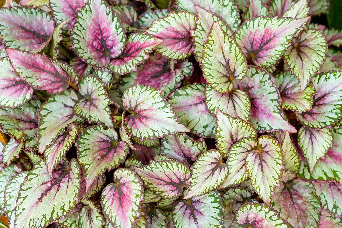 Gardeners_Path_'s tweet image. How to Grow and Care for Rex Begonia Indoors - Rex begonia has some of the most beautiful foliage colors and patterns ever seen on a houseplant. Help yours thrive with these tips from Gardener's Path. #gardeningtips #houseplants gardenerspath.com/plants/housepl…