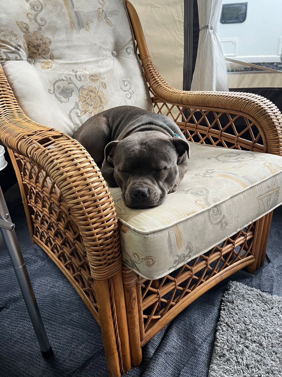 Bella Blue Bell tweet media