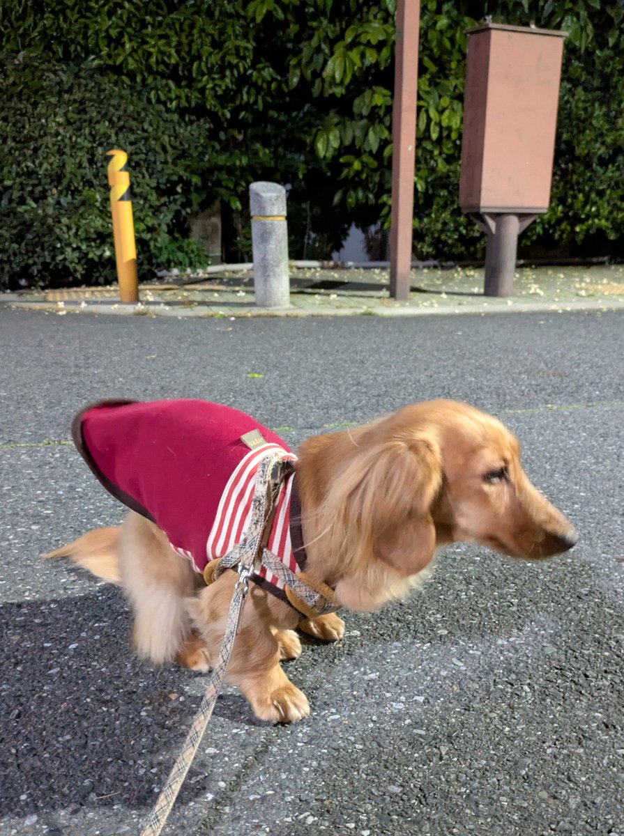 ちゃろ父さん（旧ポポ父さん） tweet media