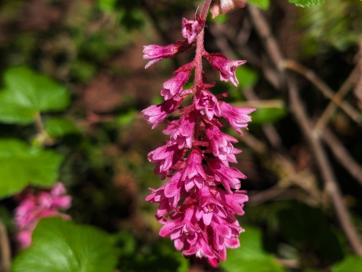 KyoNoShashin's tweet image. Portland, Oregon, USA - Saturday, April 4, 12:07 PM. #Portland #Oregon #USA #PacificNorthwest #WashingtonPark #OregonZoo #Spring #Flowers #アメリカ #公園 #動物園 #春 #花