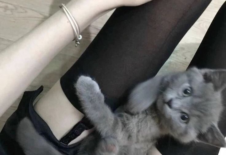 ⋆. 𐙚 ̊ thinkitty tweet media