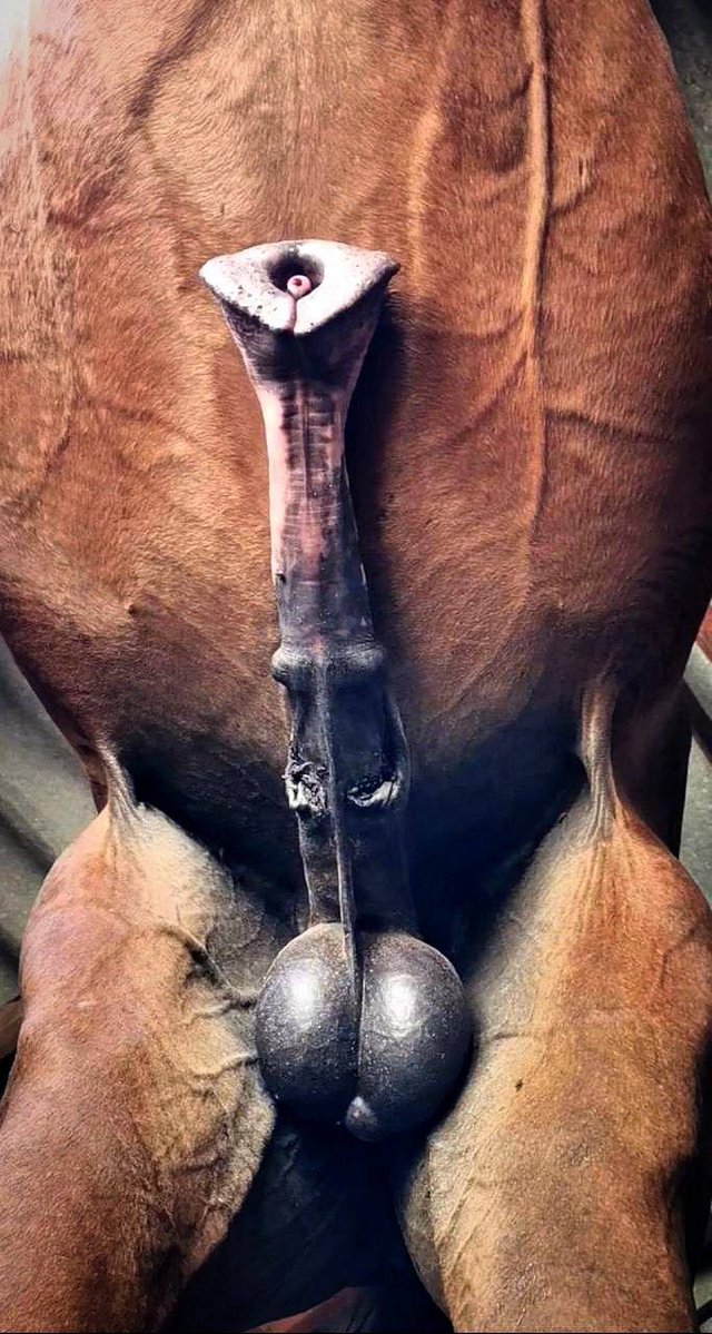 BBC HORSE FINDOM tweet media