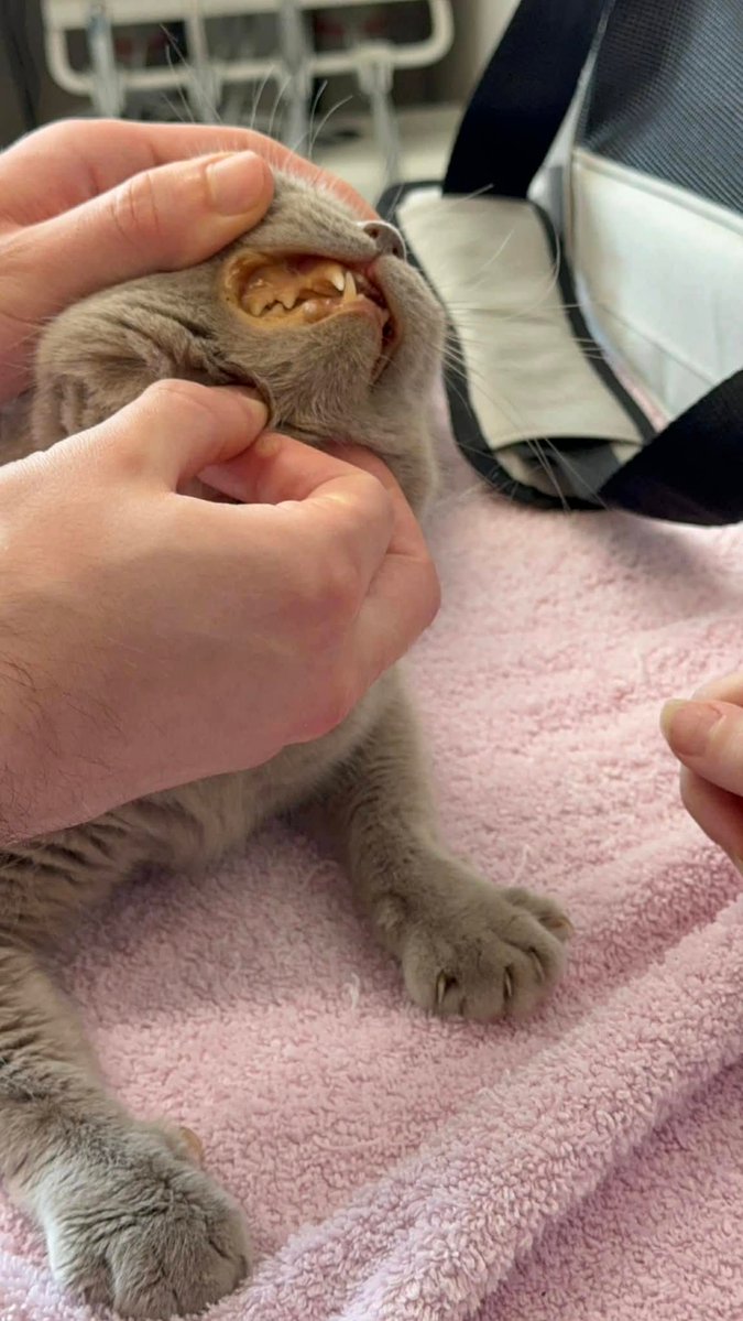 Bradford Cat Watch Rescue tweet media
