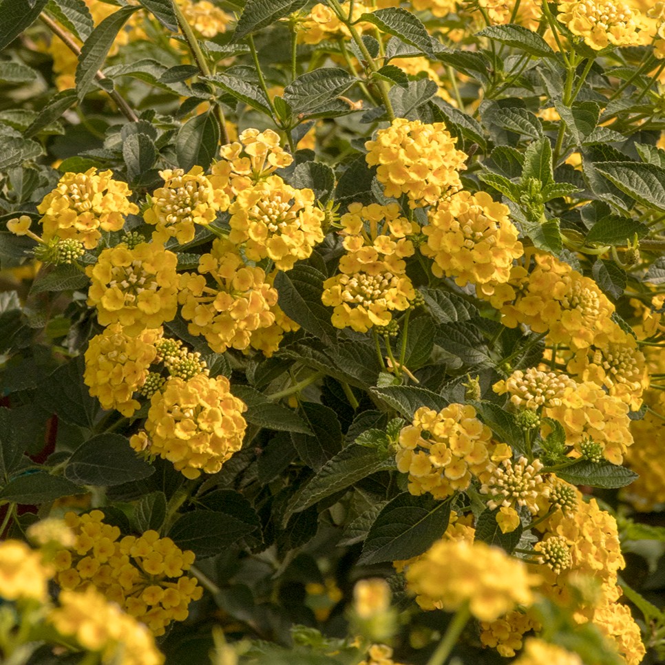 PikeNurseries's tweet photo. Save on Mother's Day favorites through Sunday, May 3rd!
💚 Nantucket Blue: 3 Gal. Pots Reg. 44.99 | SALE 19.99
💚 Perennial Lantana: 1 Gal. Pots Reg. 14.99 | SALE 8.99
💚 Mother's Day Colorbowl: 12 Inch Reg. 24.99 | SALE 14.99 https://t.co/ZhM3j8ovKZ