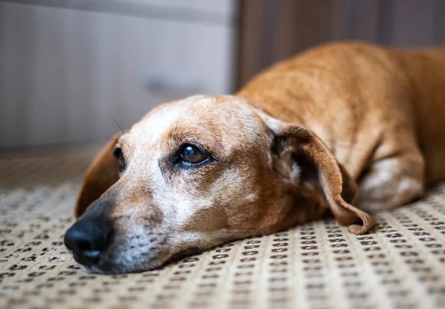Dog In Pain $DIP tweet media