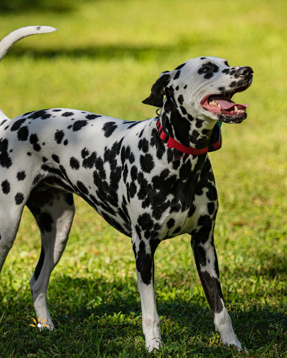 AveMariaFlorida's tweet image. Life in #AveMariaFL moves at the right pace...Morning rides, park days, sunset strolls and more time for what matters. 🌿

See what it feels like to live differently ➡️ bit.ly/PlanYourAveVis…
.
.
#ABigKindOfSmallTown #FloridaLiving #CommunityOfTheYear