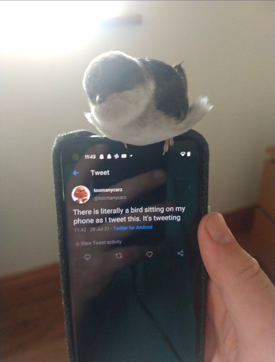 Internet Slop tweet media