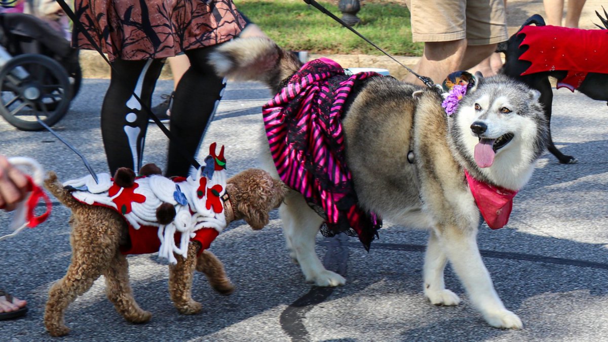 VisitRedmond's tweet photo. May is all about pups and pets, and we’re paws-itively excited for Pupchella! 🐾 Head to Redmond Town Center on May 17 for treats, tunes, local vendors, and a tail-wagging day made for dogs and their people 🤗 @OneRedmond https://t.co/Z6RafCJH1w
