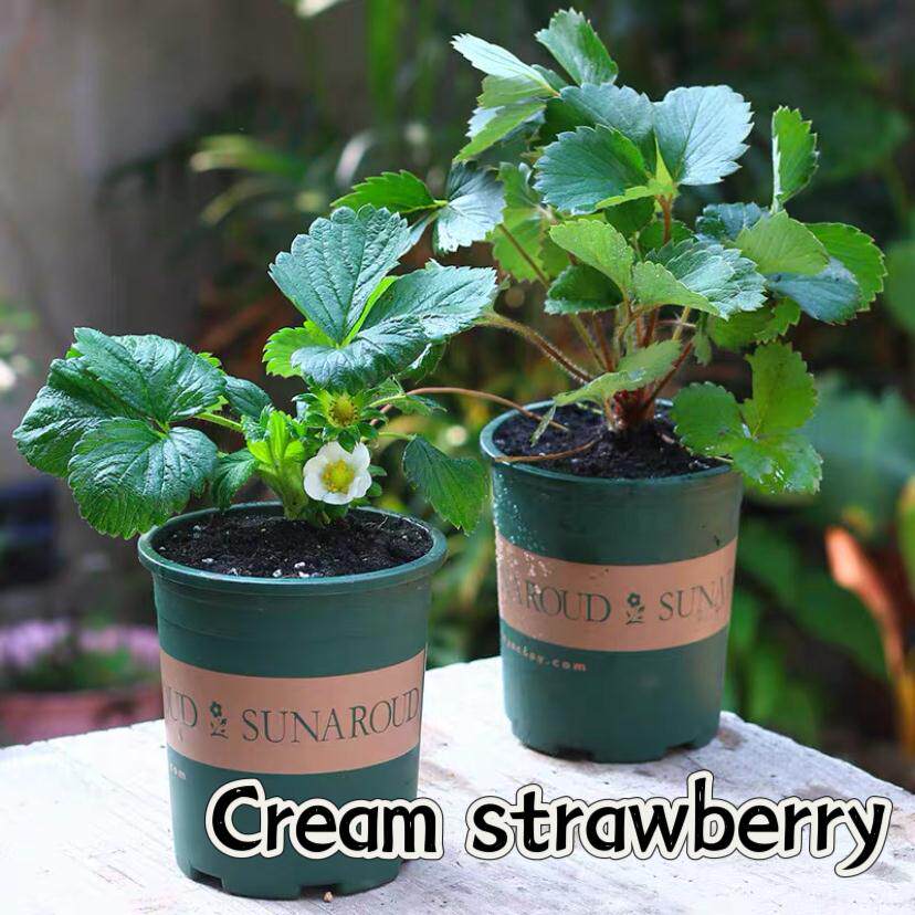 kidkool420's tweet image. DIY Upcycle Alert! Turn old glass jars into glowing herb planters—just paint, add soil, plant basil/mint, u0026 stick a tealight under! Perfect for windowsills.  #DIYCrafts #Upcycling #HomeDecor