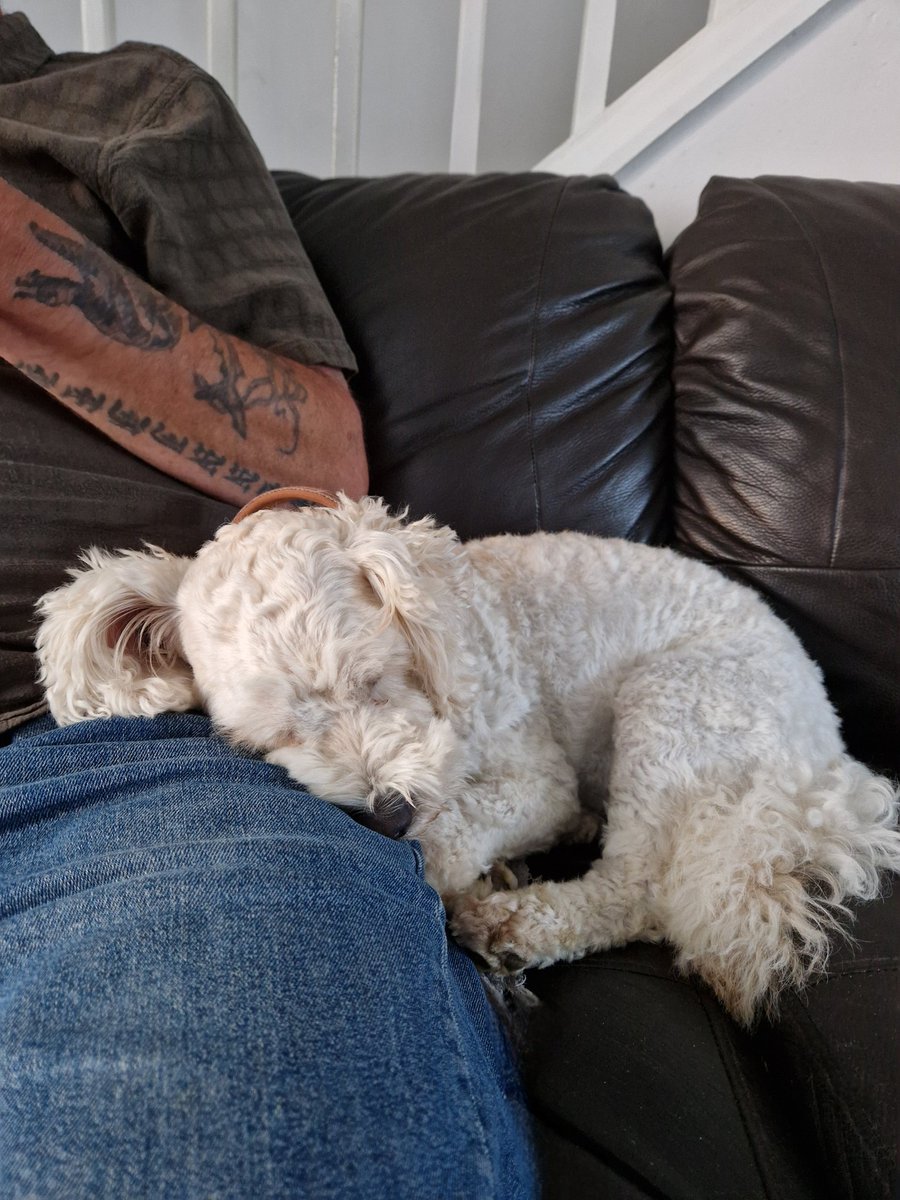 JACK BovverBoy 🐕 tweet media