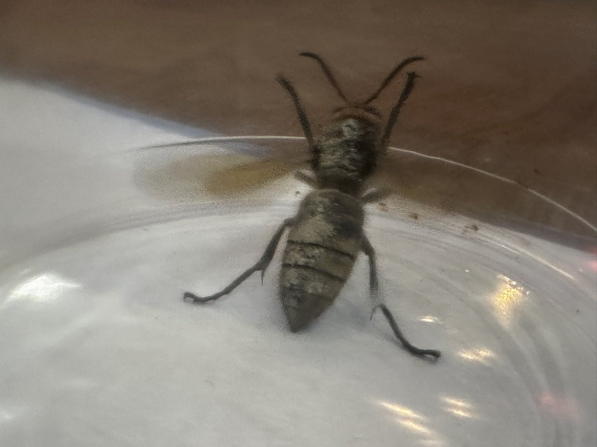 RichardBertinet's tweet image. Any one in the bees world know what is this?  #bees #wasp #hornet help!