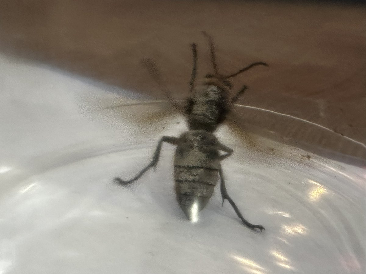 RichardBertinet's tweet image. Any one in the bees world know what is this?  #bees #wasp #hornet help!