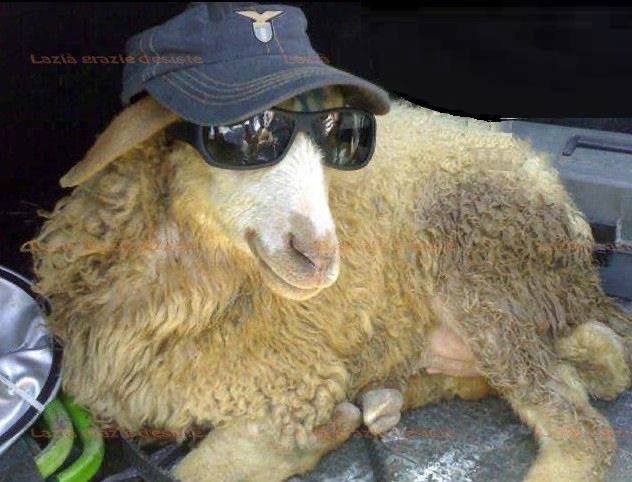 sheep tweet media