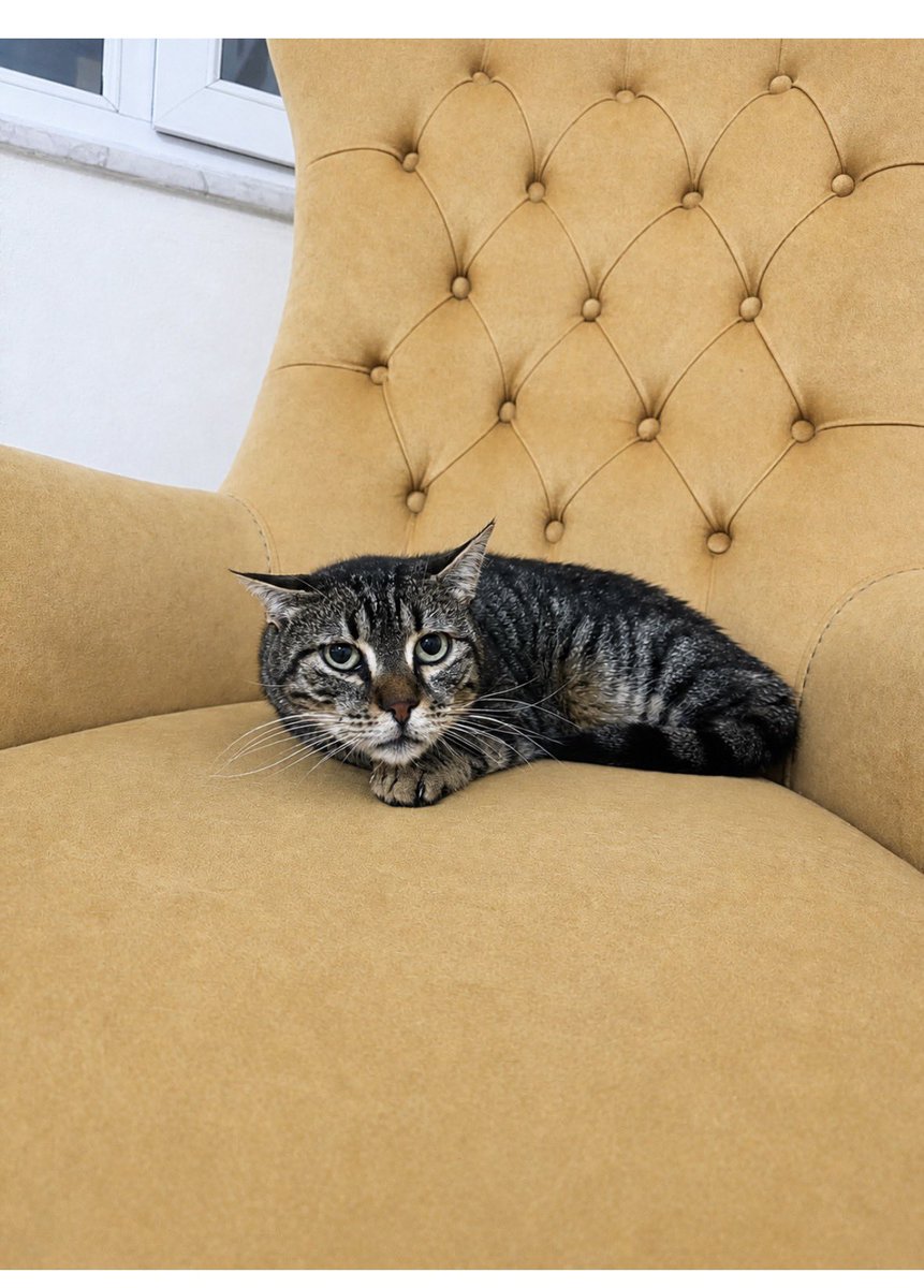 animallover tweet media