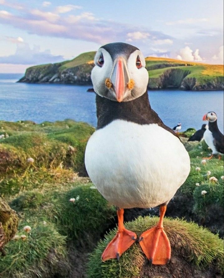 Puffin tweet media