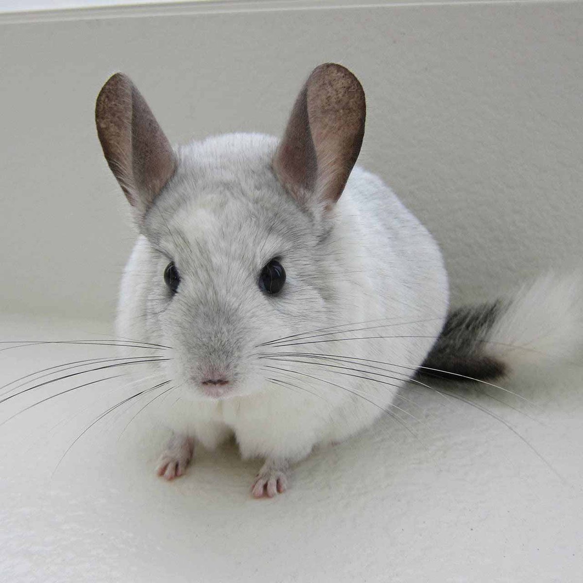 Chinchilla Every Hour (and a half) tweet media