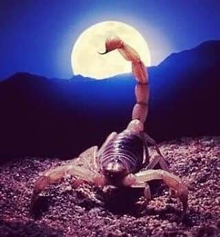 antinousgaygod's tweet image. 🪷🦂 At tonight's #Scorpio #FullMoon we remember Egyptian scorpion goddess #Selket. When Seth murdered #Osiris, grief-stricken Isis searched for his corpse. Isis entrusted baby Horus to Selket #Serqet. Egyptians knew that scorpions are very good mothers. A mother scorpion carries
