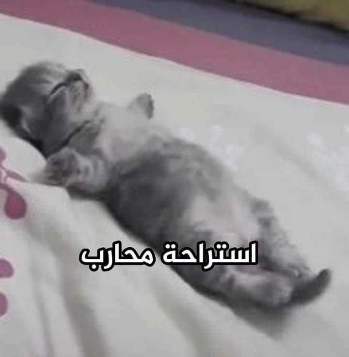 تالا tweet media