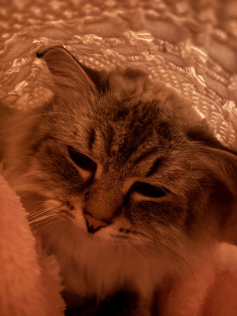 aniyuhs's tweet image. off work early and cave role play with this one #kitty