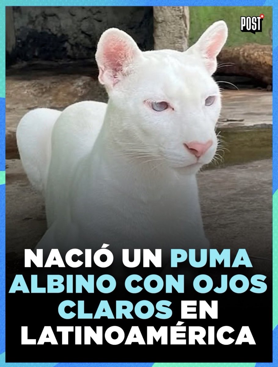 Bella tweet media