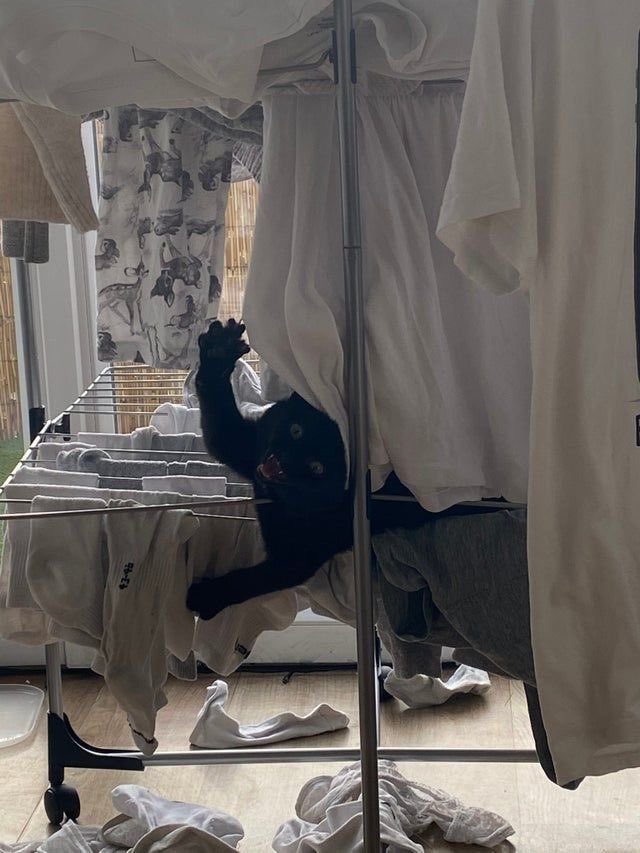 Black cats are not bad luck tweet media