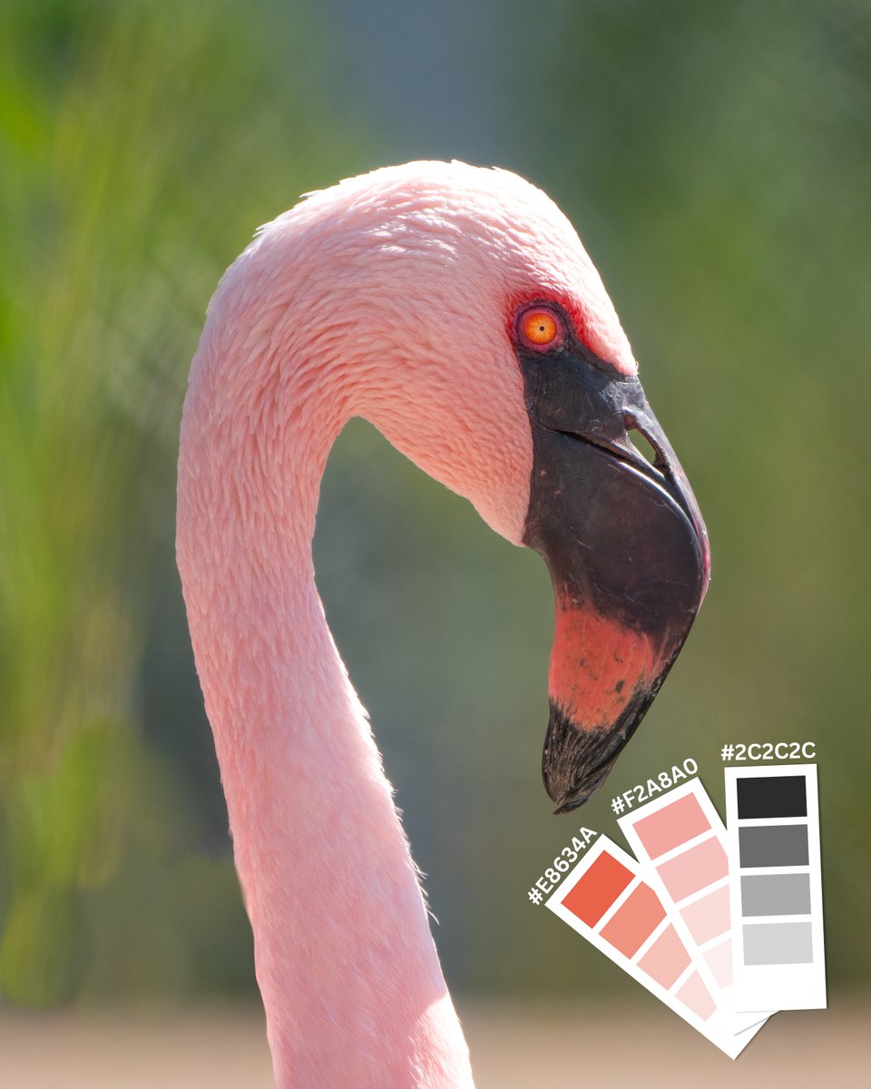 Naples Zoo tweet media