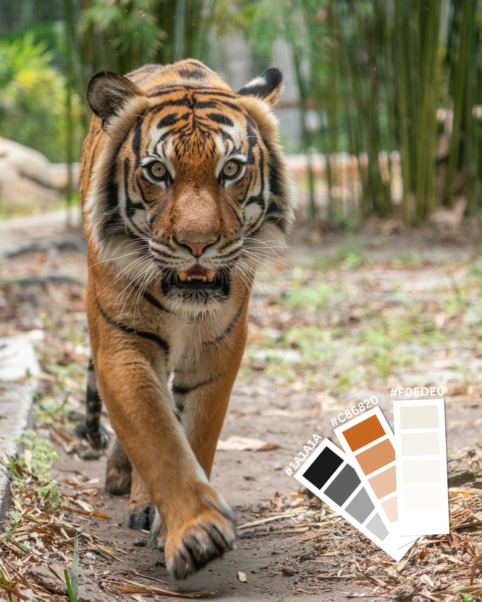 Naples Zoo tweet media