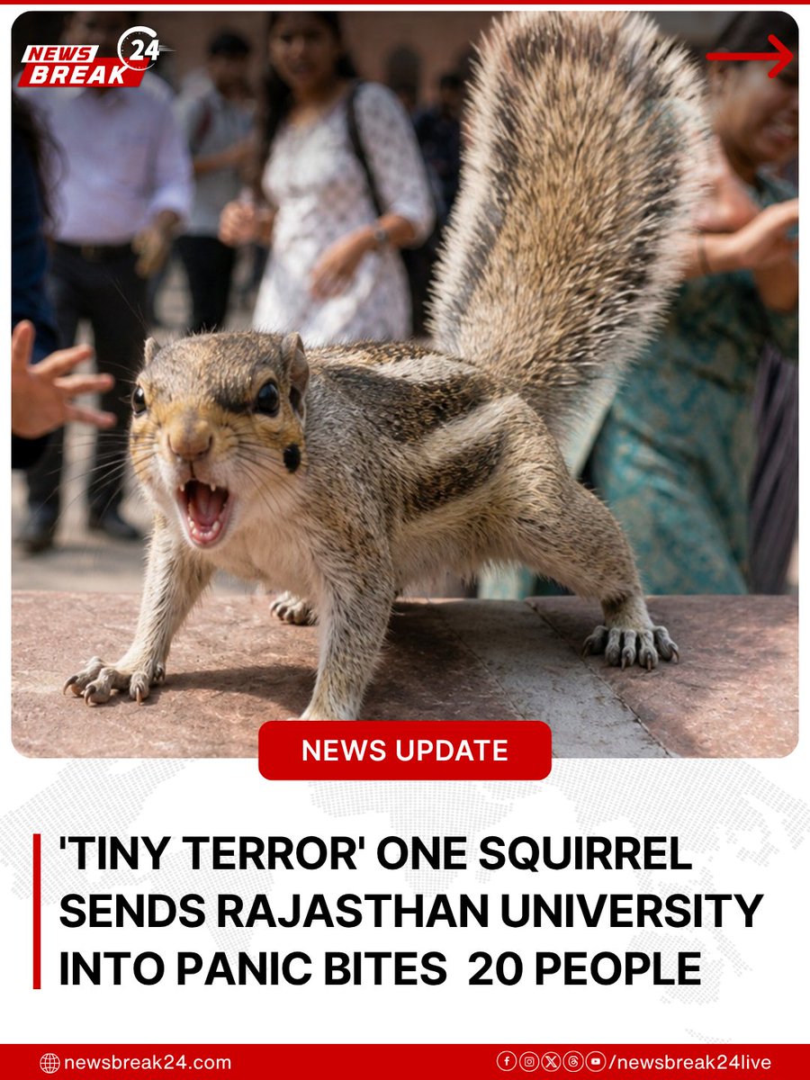 NewsBreak24Live's tweet image. In Rajasthan, a squirrel reportedly bit around 20 people on a campus, causing panic.

Victims received treatment, with precautions for Rabies advised.
.
.
.
.
#Rajasthan #ViralNews #AnimalAttack #CampusAlert #PublicSafety #Wildlife