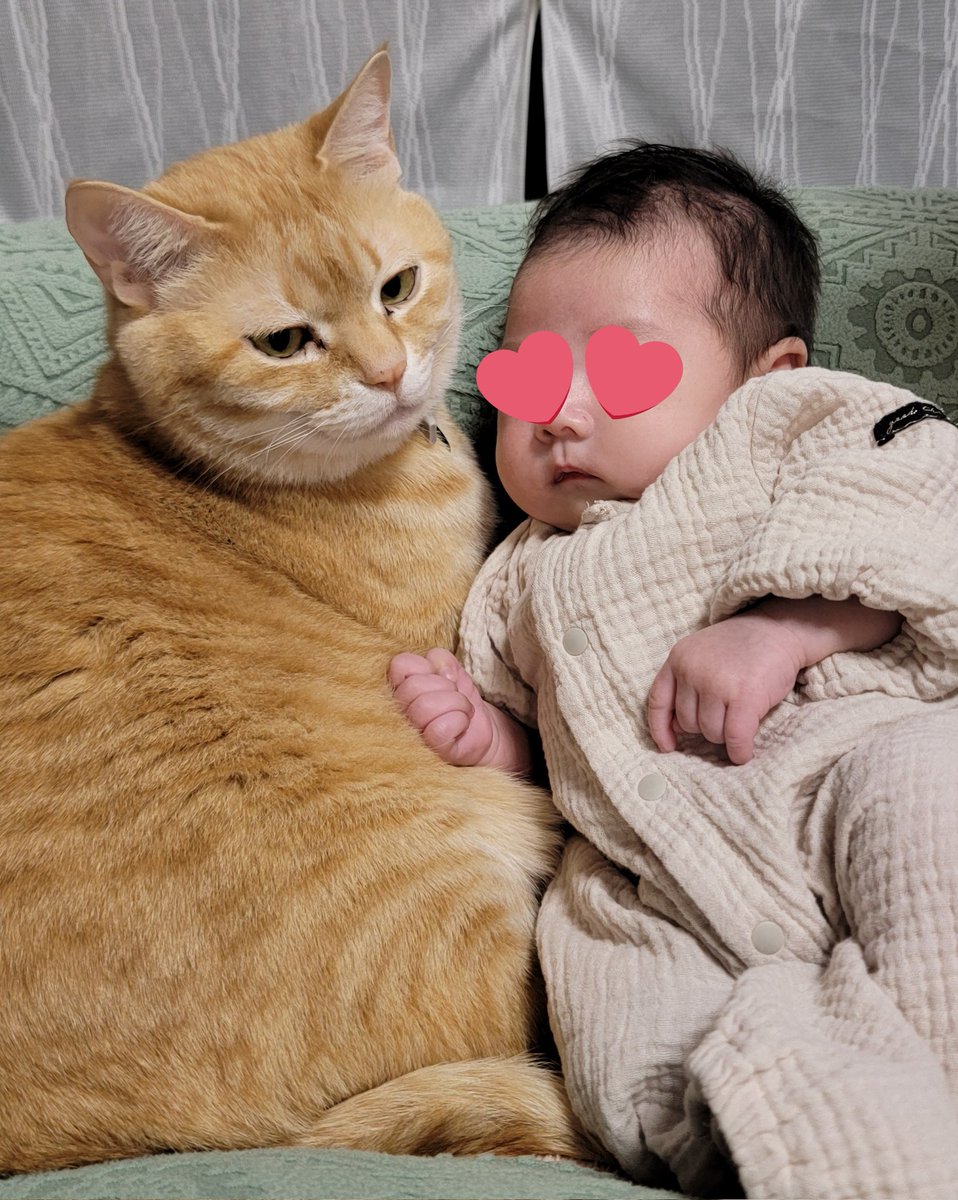 にゃぁ@4猫兄妹 tweet media