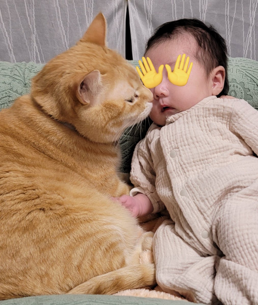 にゃぁ@4猫兄妹 tweet media
