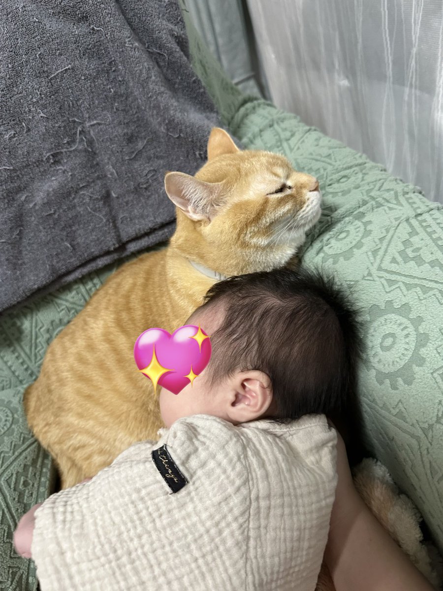 にゃぁ@4猫兄妹 tweet media
