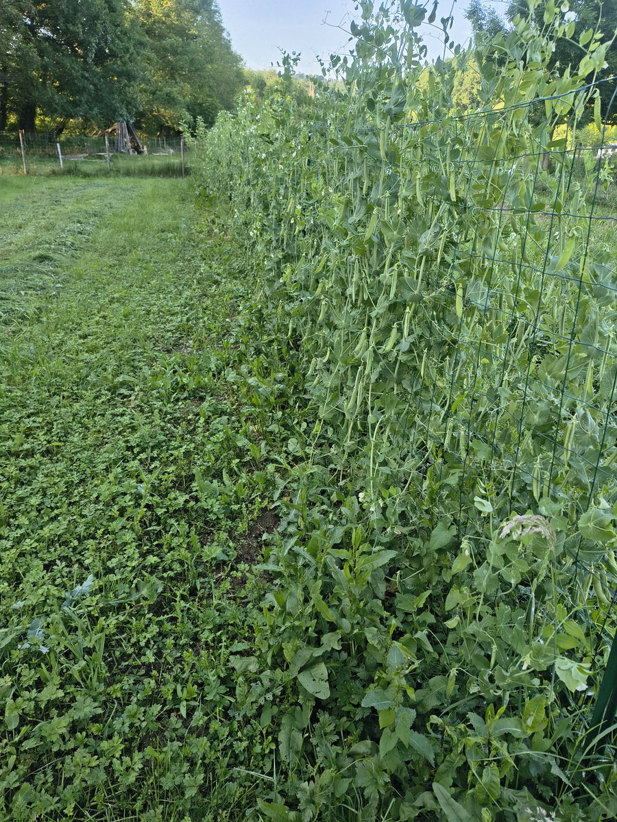 🌱Manu🌱☯️ tweet media
