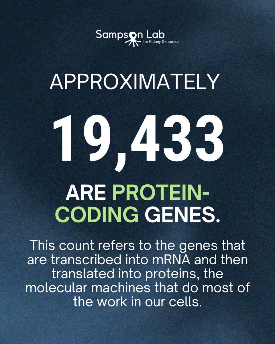 Sampson Lab for Kidney Genomics tweet media