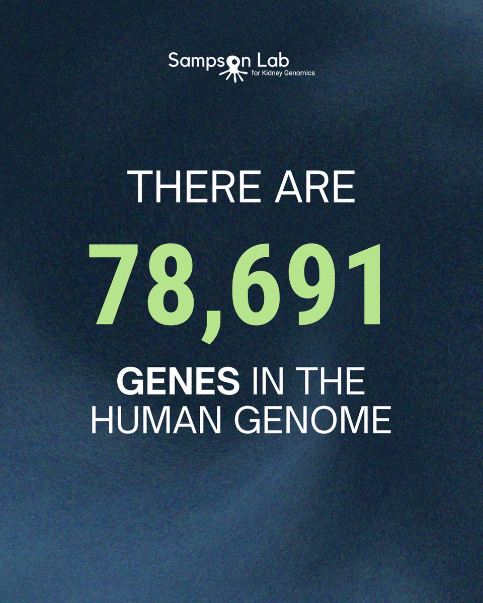 Sampson Lab for Kidney Genomics tweet media