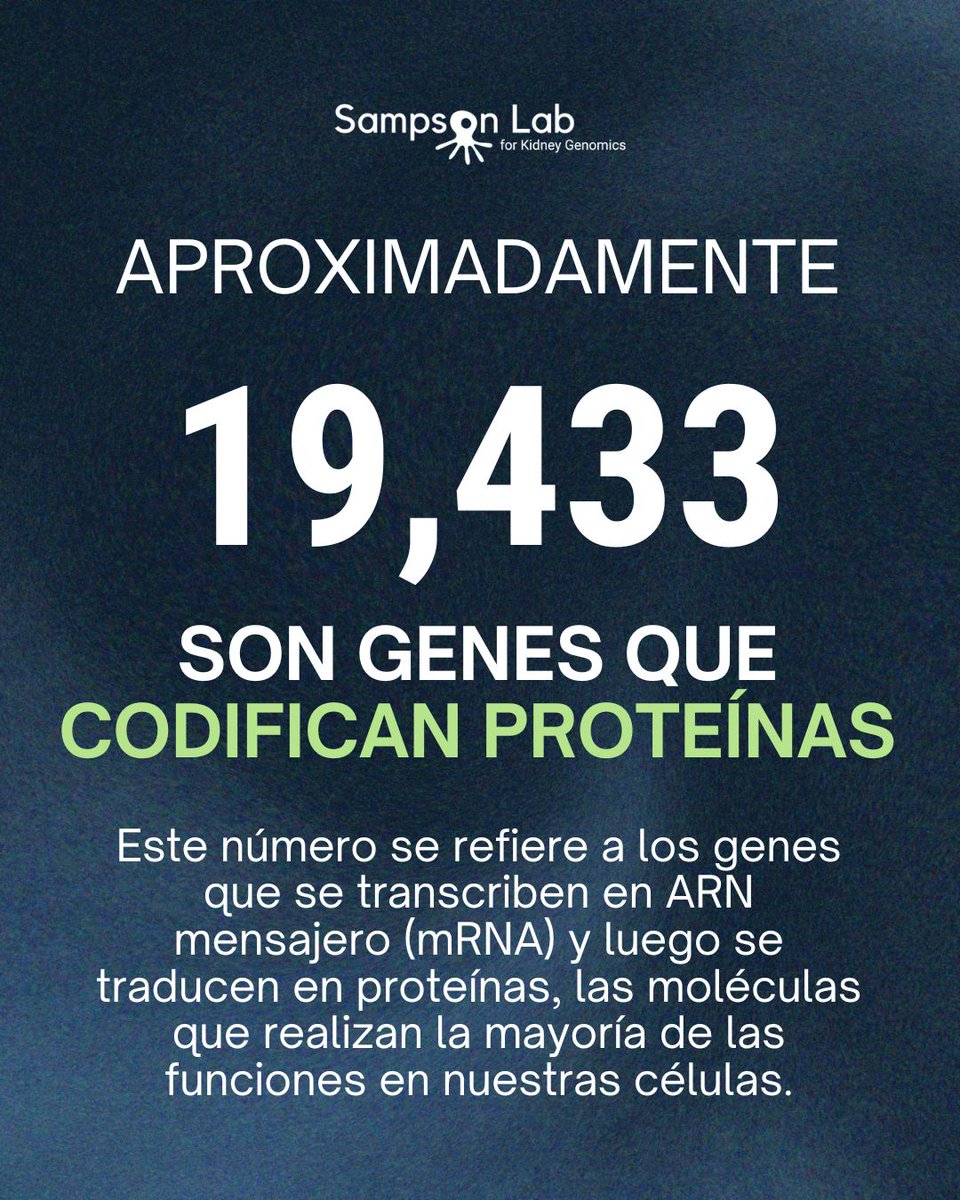 Sampson Lab for Kidney Genomics tweet media